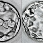 Twins-766134
